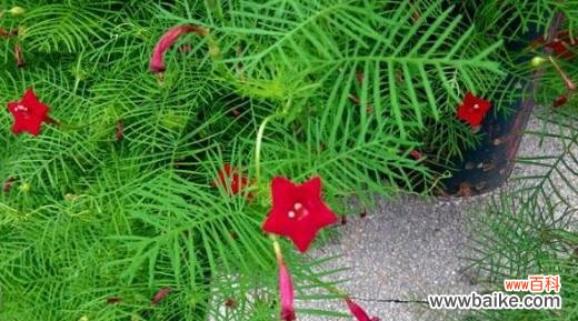 茑萝之美与意义 茑萝花语与植物文化