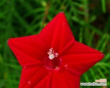 茑萝之美与意义 茑萝花语与植物文化