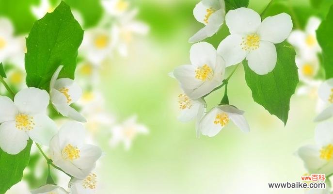茉莉花的花语和赠送方式,让你的祝福如芬芳般传递 茉莉花的花语与赠送方式