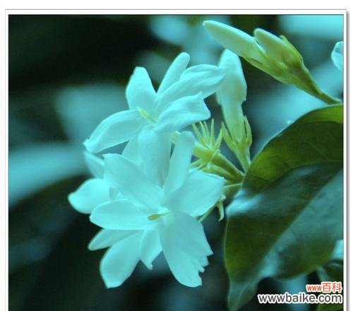 茉莉花的花语和赠送方式,让你的祝福如芬芳般传递 茉莉花的花语与赠送方式