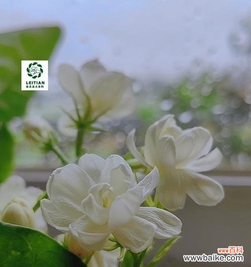 茉莉花的花语和赠送方式,让你的祝福如芬芳般传递 茉莉花的花语与赠送方式