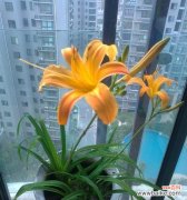 一朵生命之花--- 萱草花的寓意和象征意义