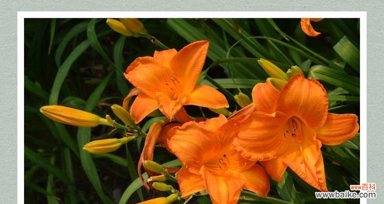 一朵生命之花--- 萱草花的寓意和象征意义