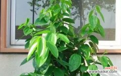 传递幸福与吉祥的绿色使者 象征平安的植物——带给我们内心安宁与平和的力量