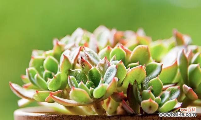 传递温暖与关爱 以象征亲情的植物为主题的文章