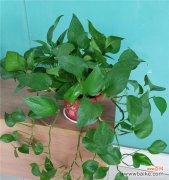 植物世界中的廉洁品质及其对人类的启迪 清廉之道