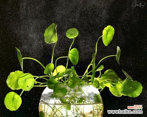 品德高尚的花草——清廉植物的寓意与启示 以象征清正廉洁的植物为主题的文章