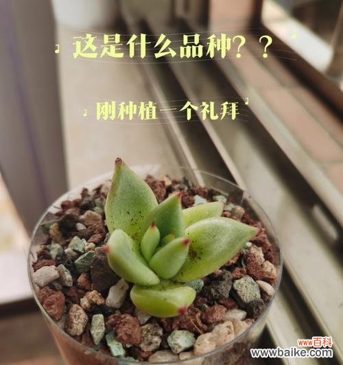 探索自然界中的奉献和无私之美 植物中的自我牺牲精神