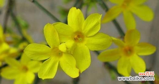 探索大自然中的绿色力量 生机勃勃的植物世界