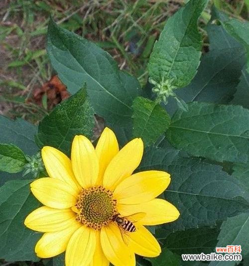 探索象征生命和希望的植物的神奇力量 植物的生命与希望