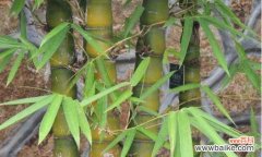 探索植物世界中坚韧不拔的生存策略 生命之力