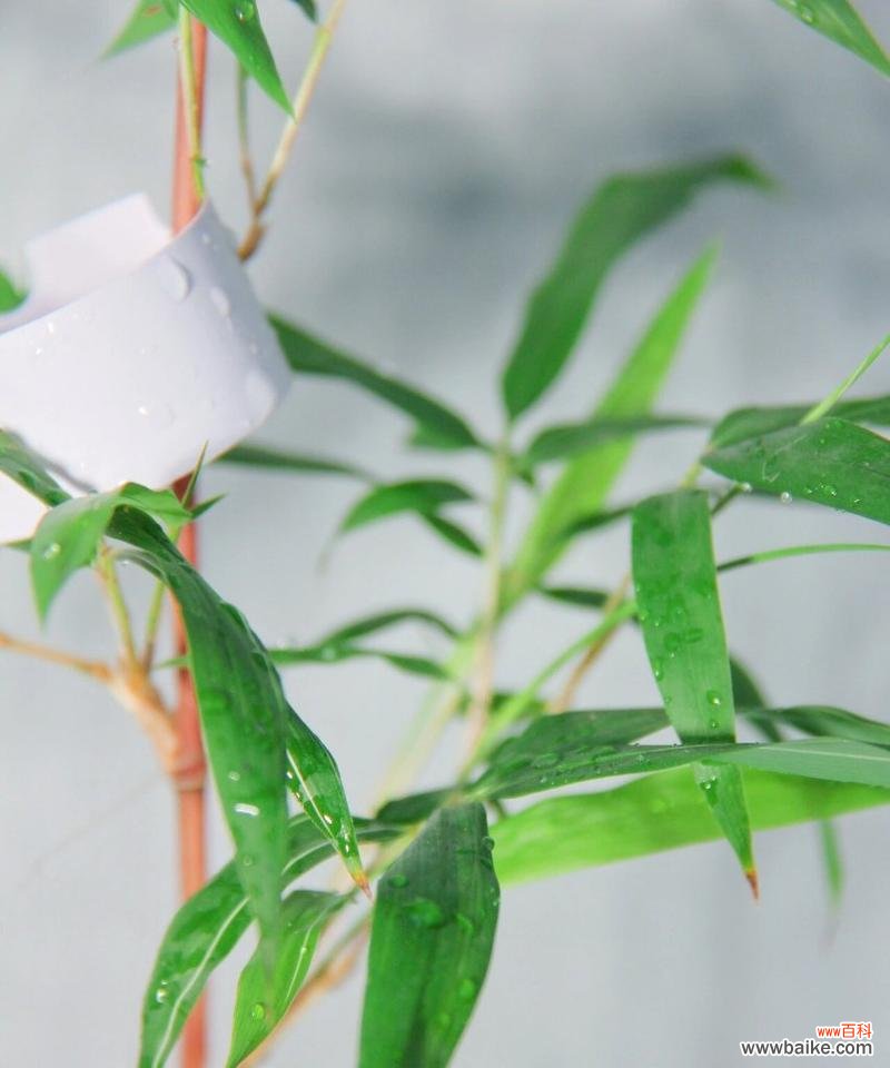 探索自然界中的植物英雄 植物的无私奉献与象征