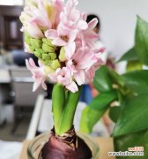 探索植物世界中希望的芳香和色彩 希望之花