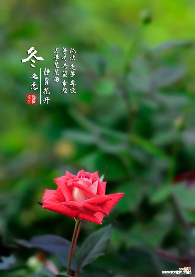 什么花代表等待?花语中等待你的花有哪些?