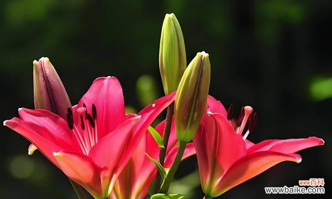 傅融象征的花是什么花啊？花的象征意义有哪些？