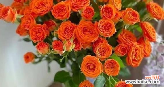 阳光芭比花语是什么?如何解读其独特含义?