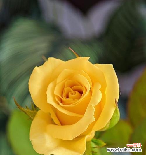 送给别人寓意好的花是什么花?如何选择合适的花卉表达心意?