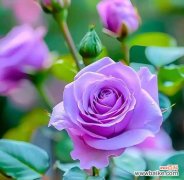 什么花象征着清洁高雅的心情？如何用花卉表达纯洁的意念？