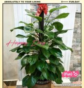 绿萝的花语代表什么？如何解读绿萝的花语含义？