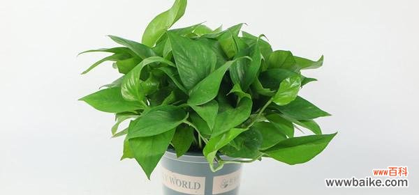 绿萝的花语代表什么?如何解读绿萝的花语含义?