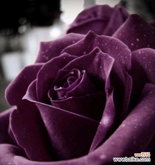 花王圣母的花语是什么?如何正确解读花王圣母的含义?