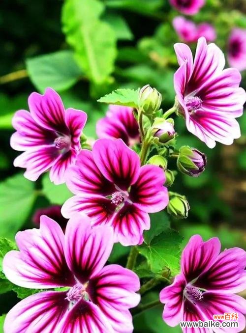 锦葵花语是什么?了解锦葵的象征意义和花语含义?