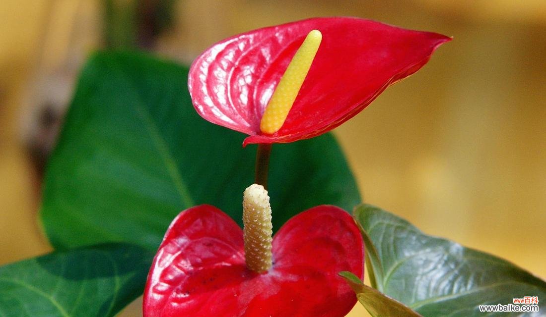 象征乐观手巧的花是什么花？这种花的花语有哪些含义？