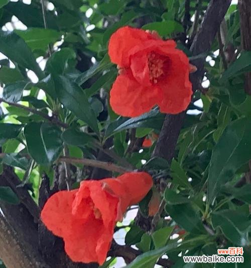 象征希望开朗的花是什么花？哪种花卉代表着乐观与希望？