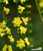 象征希望开朗的花是什么花？哪种花卉代表着乐观与希望？