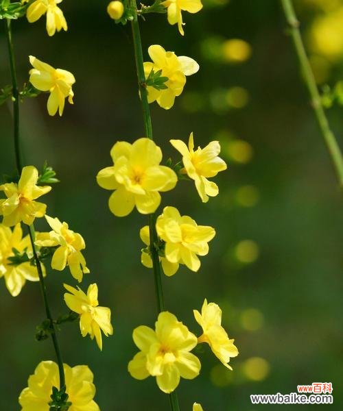 象征希望开朗的花是什么花？哪种花卉代表着乐观与希望？