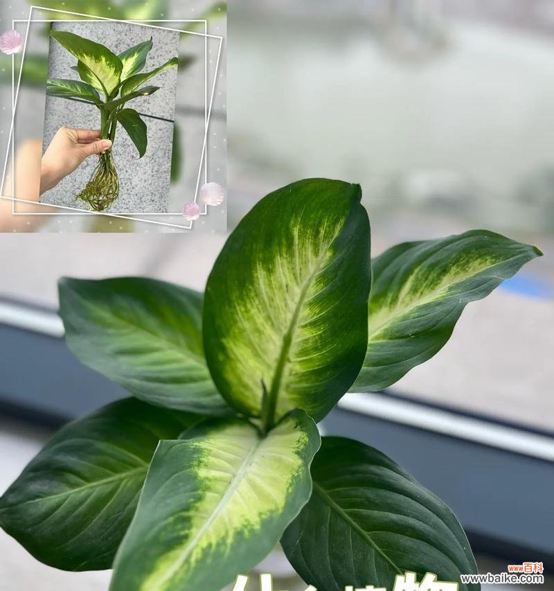 万年青花语代表什么？万年青的寓意有哪些？