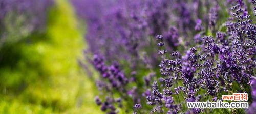 揭秘女生对薰衣草的情感依恋与内涵 薰衣草——女生心灵的守护者