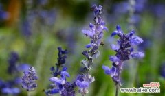 揭秘女生对薰衣草的情感依恋与内涵 薰衣草——女生心灵的守护者