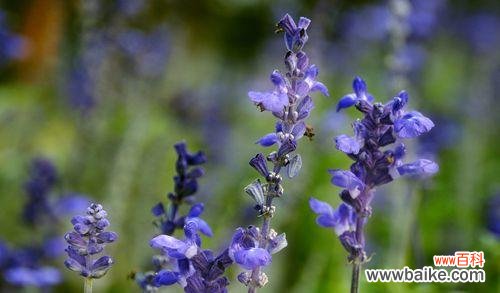 揭秘女生对薰衣草的情感依恋与内涵 薰衣草——女生心灵的守护者