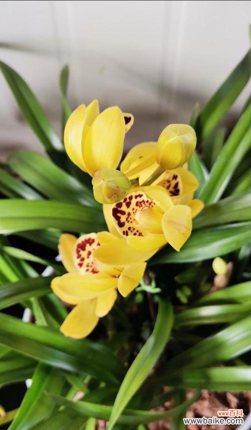 解析蕙兰花的花语和象征意义 蕙兰