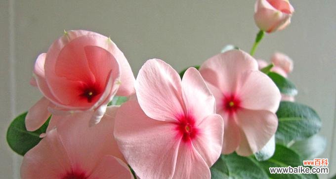 探寻藿香花的意义与神话故事 藿香花的花语与传说