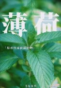 探寻藿香花的意义与神话故事 藿香花的花语与传说