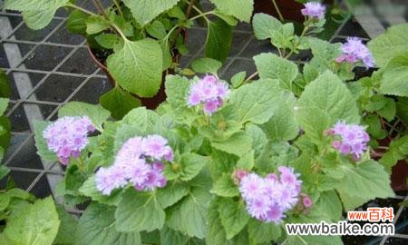 探寻藿香花的意义与神话故事 藿香花的花语与传说