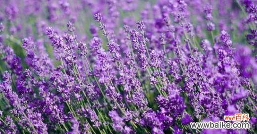 花开如诗，传说之美——薰衣草的神奇魅力 薰衣草的花语和传说