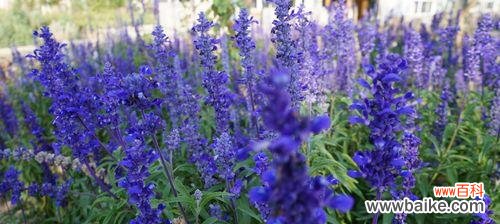 薰衣草花语及其象征爱情的含义 薰衣草花语
