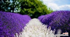 薰衣草花语及其象征爱情的含义 薰衣草花语