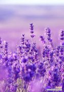 探寻薰衣草的花语 薰衣草花语与代表意义的探索
