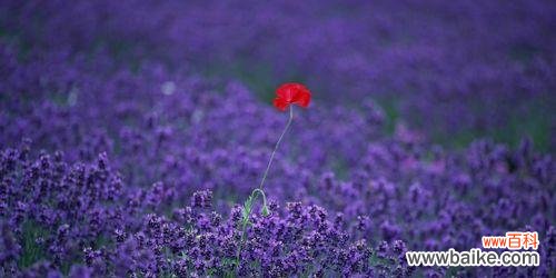 薰衣草的神秘魅力与象征意义 白色薰衣草的花语与寓意