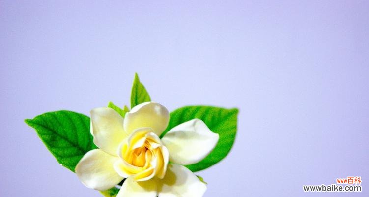 揭秘栀子花的花期及其深层含义 栀子花的花语与象征意义