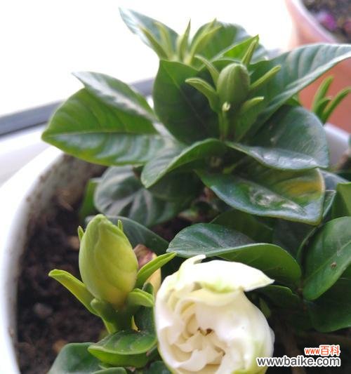 揭示栀子花的花语和文化符号，探索其深厚内涵 栀子花的象征意义与文化价值