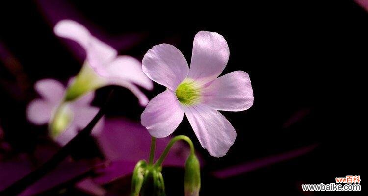 探寻醡浆草花语的秘密，感悟爱的真谛 醡浆草花语