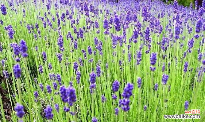 花开花落，诉说着爱与坚持 藿香蓟