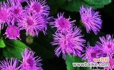 花开花落，诉说着爱与坚持 藿香蓟