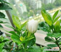 盛开的栀子花，传递着美好的祝福 栀子花