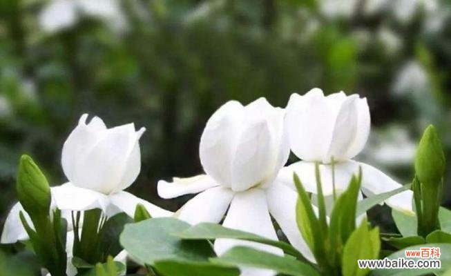 盛开的栀子花，传递着美好的祝福 栀子花